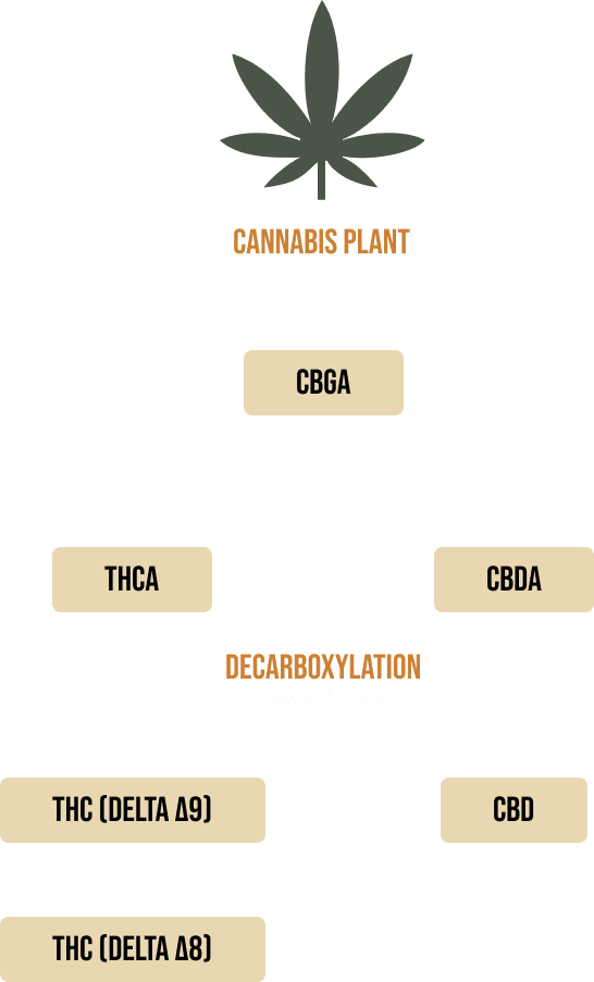 thca-tree