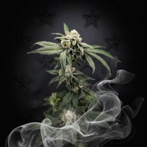 Bazooka | Out of Stock