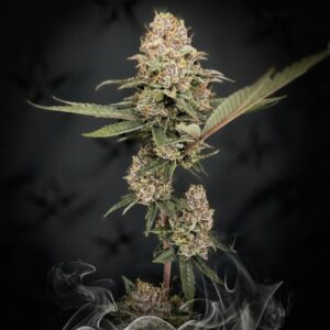 Blue Falcon Fuel - Out of Stock