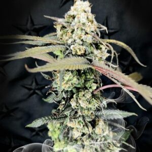 JP-8 | Launch Bundles Available