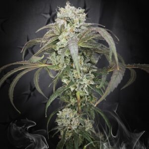 Lance Coolie | Launch Bundles Available