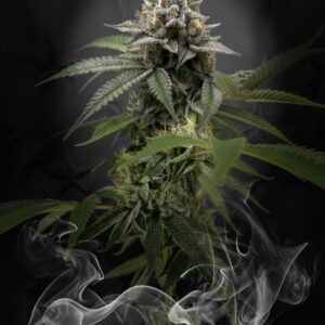 Snafu Splash | Launch Bundles Available