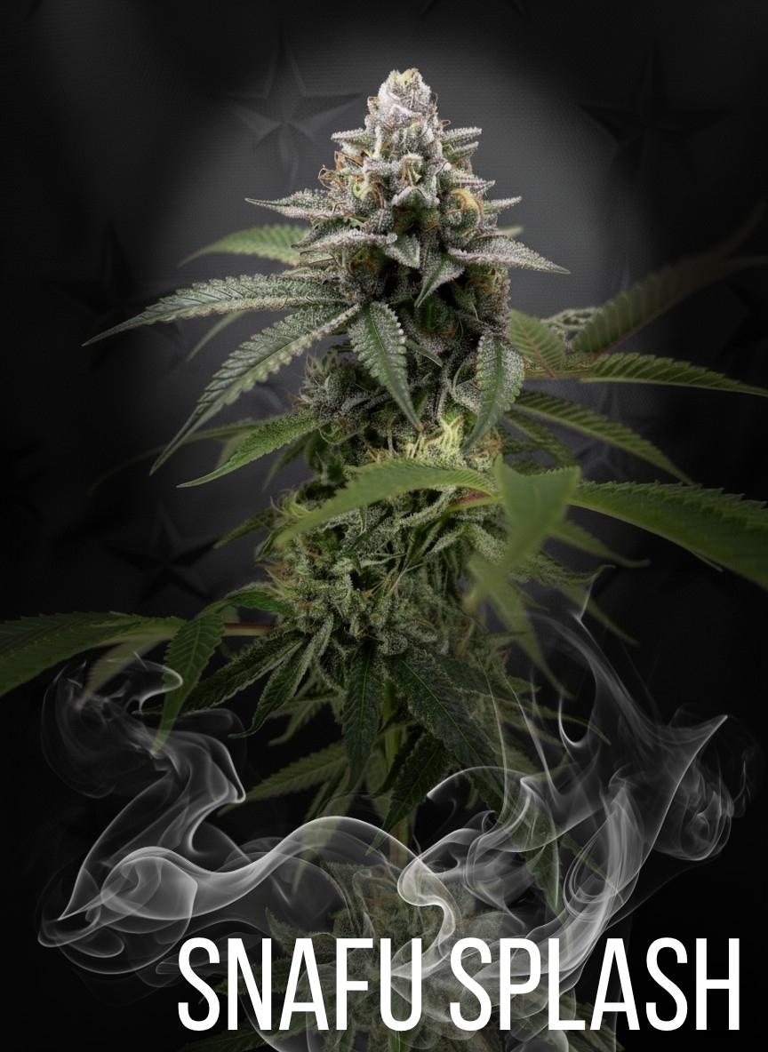 Snafu Splash | Launch Bundles Available