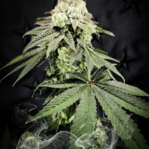 Tropic Thunder | Out of Stock